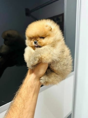 Най-високо качество померан Pomeranian, Vaccinated - Yes - city of Sofia | Dogs - снимка 3