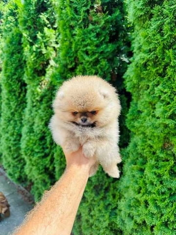 Най-високо качество померан Pomeranian, Vaccinated - Yes - city of Sofia | Dogs - снимка 4