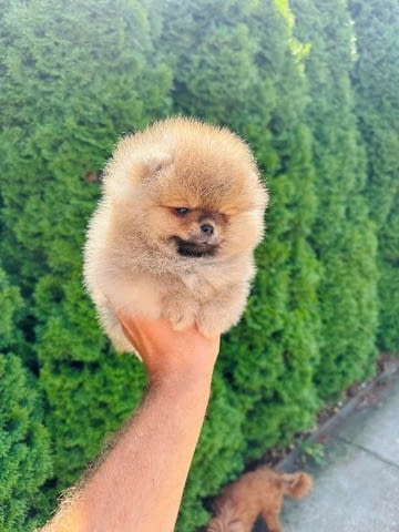 Най-високо качество померан Pomeranian, Vaccinated - Yes - city of Sofia | Dogs - снимка 5