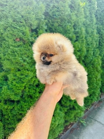 Най-високо качество померан Pomeranian, Vaccinated - Yes - city of Sofia | Dogs - снимка 6