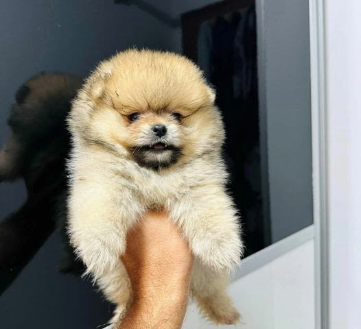 Най-високо качество померан Pomeranian, Vaccinated - Yes - city of Sofia | Dogs - снимка 7