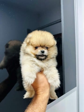 Най-високо качество померан Pomeranian, Vaccinated - Yes - city of Sofia | Dogs - снимка 8