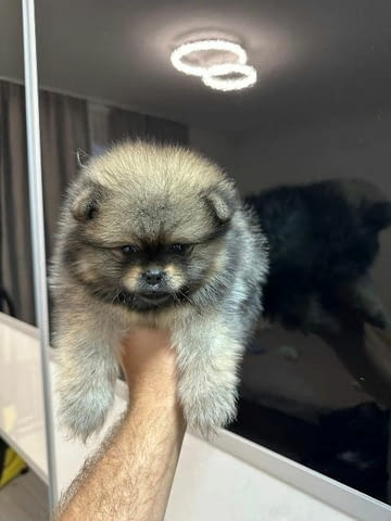 Най-високо качество померан Pomeranian, Vaccinated - Yes - city of Sofia | Dogs - снимка 9