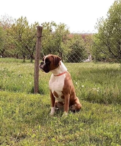 Женско куче немски боксьор Boxer - city of Sofia | Dogs - снимка 2