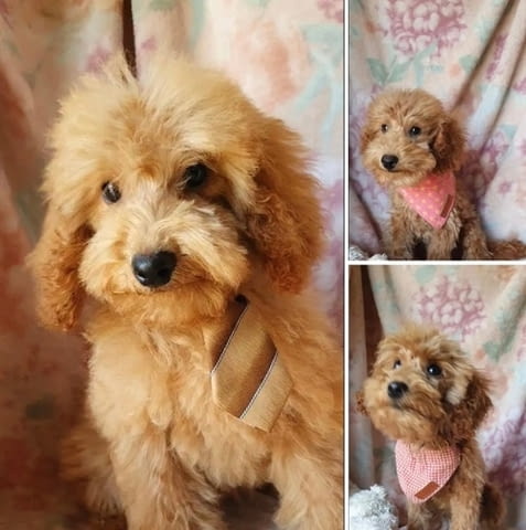 Пудели и малтипу кученца Mini Poodle, 3 Months, Vaccinated - Yes - city of Izvun Bulgaria | Dogs - снимка 4