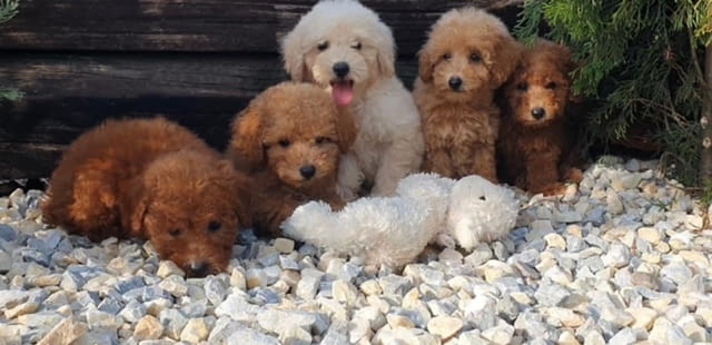 Пудели и малтипу кученца Mini Poodle, 3 Months, Vaccinated - Yes - city of Izvun Bulgaria | Dogs - снимка 5