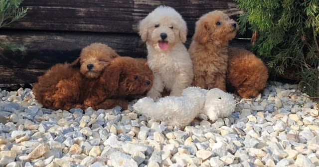 Пудели и малтипу кученца Mini Poodle, 3 Months, Vaccinated - Yes - city of Izvun Bulgaria | Dogs - снимка 6