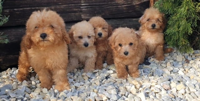 Пудели и малтипу кученца Mini Poodle, 3 Months, Vaccinated - Yes - city of Izvun Bulgaria | Dogs - снимка 7