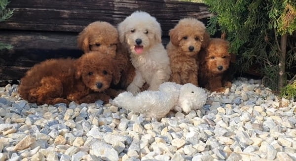 Пудели и малтипу кученца Mini Poodle, 3 Months, Vaccinated - Yes - city of Izvun Bulgaria | Dogs - снимка 8