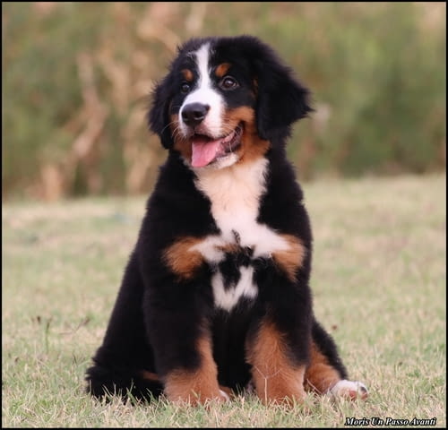 Бернско планинско куче кученца Bernese Mountain Dog, Vaccinated - Yes, Dewormed - Yes - city of Izvun Bulgaria | Dogs - снимка 3