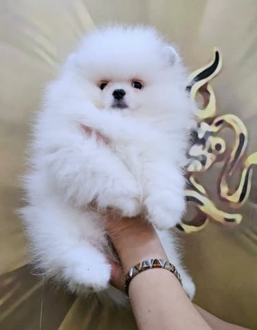 Бял померански шпиц кученца Pomeranian, Vaccinated - Yes, Dewormed - Yes - city of Izvun Bulgaria | Dogs - снимка 1