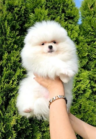 Бял померански шпиц кученца Pomeranian, Vaccinated - Yes, Dewormed - Yes - city of Izvun Bulgaria | Dogs - снимка 2