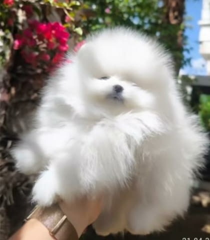 Бял померански шпиц кученца Pomeranian, Vaccinated - Yes, Dewormed - Yes - city of Izvun Bulgaria | Dogs - снимка 4