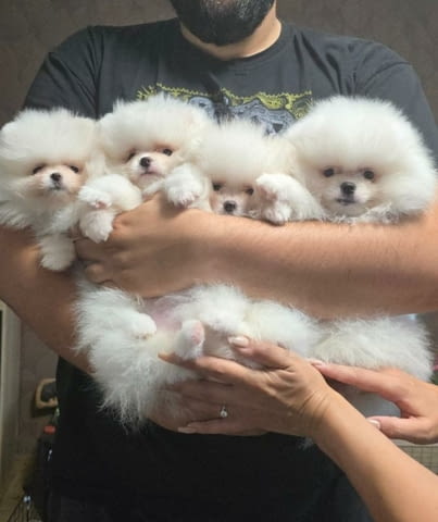 Бял померански шпиц кученца Pomeranian, Vaccinated - Yes, Dewormed - Yes - city of Izvun Bulgaria | Dogs - снимка 5