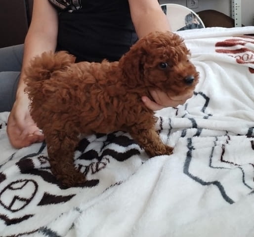 Червен този пудел красив мъж Mini Poodle, 2 Months - city of Izvun Bulgaria | Dogs - снимка 1