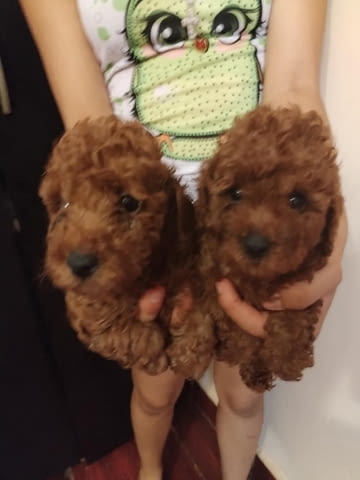 Червен този пудел красив мъж Mini Poodle, 2 Months - city of Izvun Bulgaria | Dogs - снимка 4