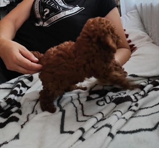 Червен този пудел красив мъж Mini Poodle, 2 Months - city of Izvun Bulgaria | Dogs - снимка 6