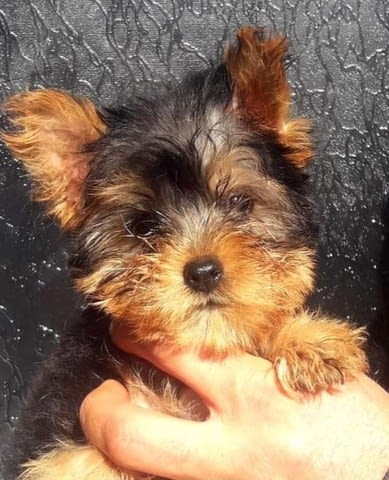 Йоркширски териери – момче Yorkshire Terrier, 3 Months, Vaccinated - Yes - city of Sеptеmvri | Dogs - снимка 1