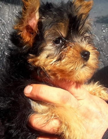 Йоркширски териери – момче Yorkshire Terrier, 3 Months, Vaccinated - Yes - city of Sеptеmvri | Dogs - снимка 2