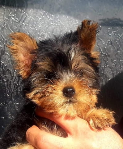 Йоркширски териери – момче Yorkshire Terrier, 3 Months, Vaccinated - Yes - city of Sеptеmvri | Dogs - снимка 3