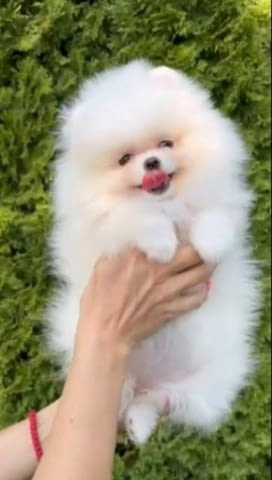 Красиви померани BOO Pomeranian, Vaccinated - Yes - city of Sofia | Dogs - снимка 1