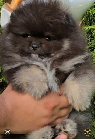 Красиви померани BOO Pomeranian, Vaccinated - Yes - city of Sofia | Dogs - снимка 2