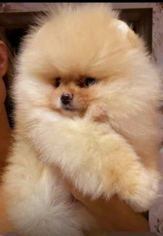 Красиви померани BOO Pomeranian, Vaccinated - Yes - city of Sofia | Dogs - снимка 3