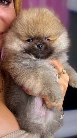 Красиви померани BOO Pomeranian, Vaccinated - Yes - city of Sofia | Dogs - снимка 4