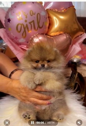 Красиви померани BOO Pomeranian, Vaccinated - Yes - city of Sofia | Dogs - снимка 5