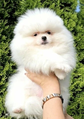 Красиви померани BOO Pomeranian, Vaccinated - Yes - city of Sofia | Dogs - снимка 7