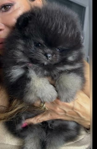 Красиви померани BOO Pomeranian, Vaccinated - Yes - city of Sofia | Dogs - снимка 8