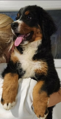 Bernese mountain dog puppies Bernese Mountain Dog, 3 Months - city of Izvun Bulgaria | Dogs - снимка 2