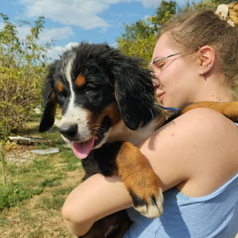 Bernese mountain dog puppies Bernese Mountain Dog, 3 Months - city of Izvun Bulgaria | Dogs - снимка 3