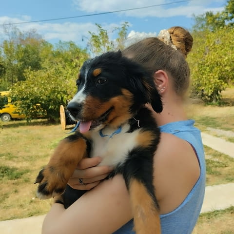 Bernese mountain dog puppies Бернско пастирско куче, 3 месеца - град Извън България | Кучета - снимка 4