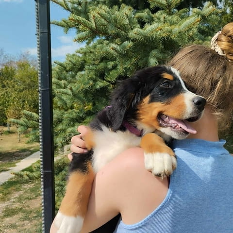 Bernese mountain dog puppies Бернско пастирско куче, 3 месеца - град Извън България | Кучета - снимка 5