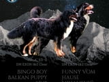 Bernese mountain dog puppies