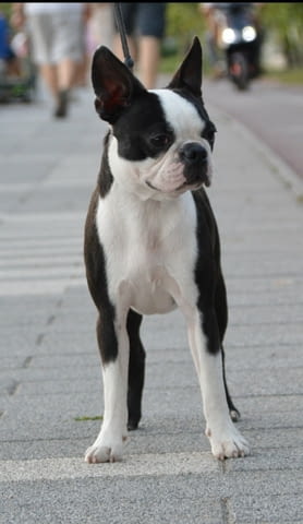 Boston terrier puppy