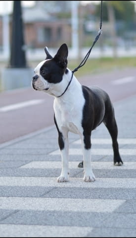 Boston terrier puppy Boston Terrier, 1 year - city of Izvun Bulgaria | Dogs - снимка 2