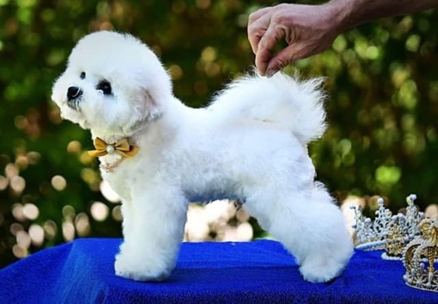 Бишон фриз кученце Bichon frize, Vaccinated - Yes, Dewormed - Yes - city of Izvun Bulgaria | Dogs - снимка 1