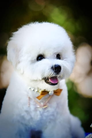 Бишон фриз кученце Bichon frize, Vaccinated - Yes, Dewormed - Yes - city of Izvun Bulgaria | Dogs - снимка 2