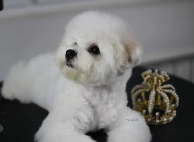 Бишон фриз кученце Bichon frize, Vaccinated - Yes, Dewormed - Yes - city of Izvun Bulgaria | Dogs - снимка 3