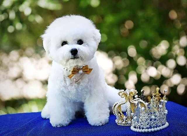 Бишон фриз кученце Bichon frize, Vaccinated - Yes, Dewormed - Yes - city of Izvun Bulgaria | Dogs - снимка 6