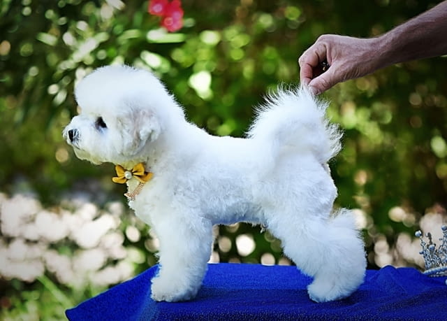 Бишон фриз кученце Bichon frize, Vaccinated - Yes, Dewormed - Yes - city of Izvun Bulgaria | Dogs - снимка 7