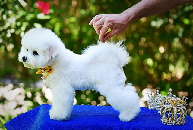 Бишон фриз кученце Bichon frize, Vaccinated - Yes, Dewormed - Yes - city of Izvun Bulgaria | Dogs - снимка 10