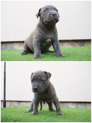 Bluenose pit bull puppies for sale Американски питбултериер, 3 месеца, Ваксинирано - Да - град Извън България | Кучета - снимка 1