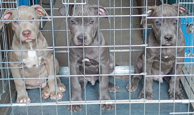 Bluenose pit bull puppies for sale Американски питбултериер, 3 месеца, Ваксинирано - Да - град Извън България | Кучета - снимка 2