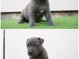 Bluenose pit bull puppies for sale