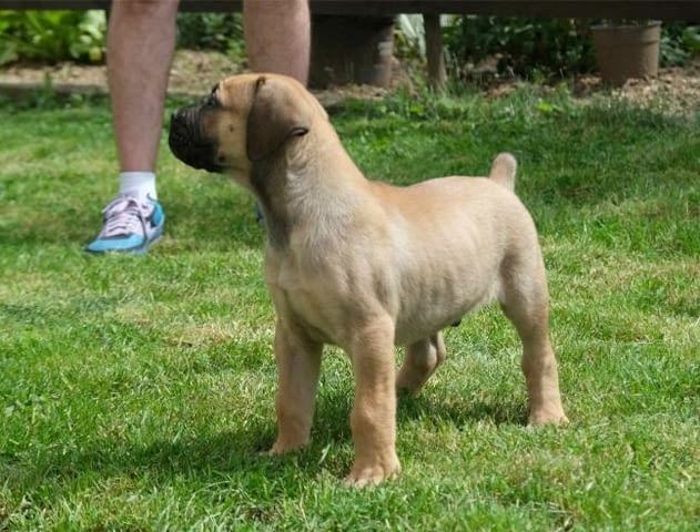 Boerboel (южноафрикански мастиф) кученца Другa, Ваксинирано - Да, Обезпаразитено - Да - град Извън България | Кучета - снимка 1