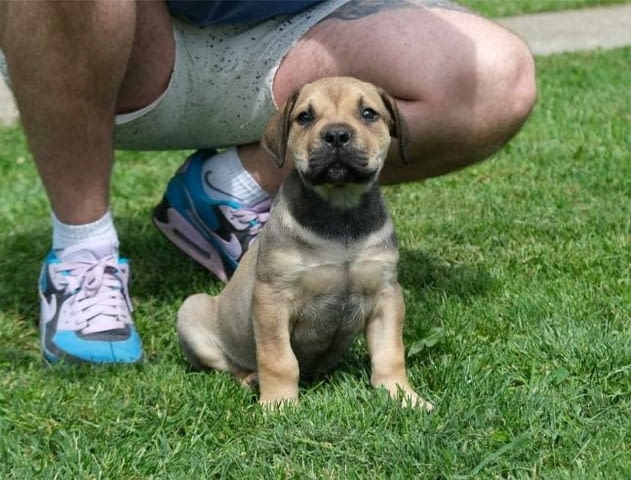 Boerboel (южноафрикански мастиф) кученца Другa, Vaccinated - Yes, Dewormed - Yes - city of Izvun Bulgaria | Dogs - снимка 2