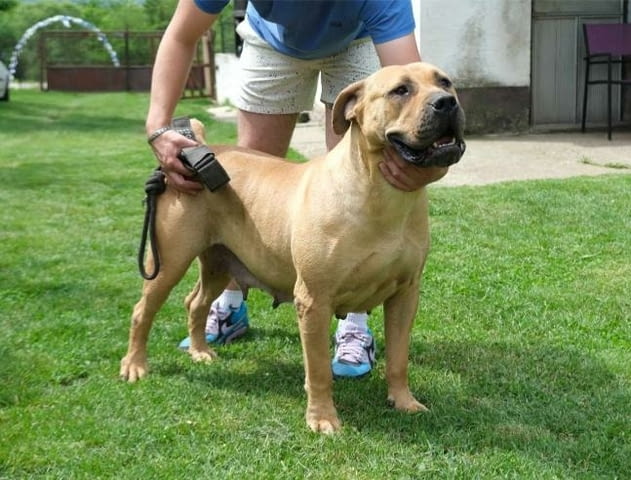 Boerboel (южноафрикански мастиф) кученца Другa, Vaccinated - Yes, Dewormed - Yes - city of Izvun Bulgaria | Dogs - снимка 3